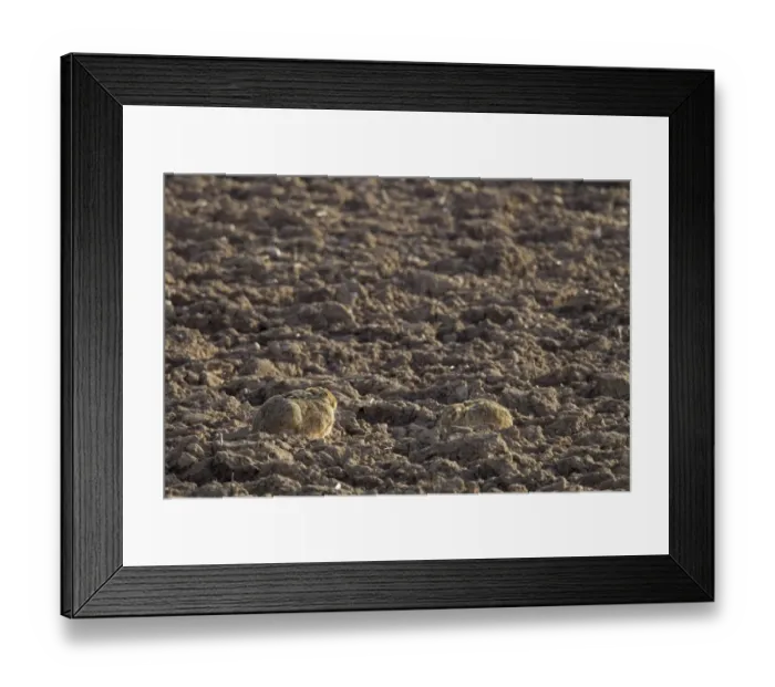 Framed Print : European Hare (Lepus europaeus) two adults, resting in ploughed field, Berwickshire, Scottish Borders, Scotland, march Framed Print : European Hare (Lepus europaeus) two adults, resting in ploughed field, Berwickshire, Scottish Borders, Scotland, march