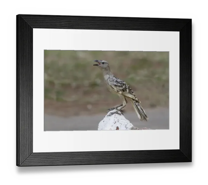 Framed Print : Great Bowerbird (Chlamydera nuchalis) adult, singing, perched on rock, Northern Territory, Australia Framed Print : Great Bowerbird (Chlamydera nuchalis) adult, singing, perched on rock, Northern Territory, Australia
