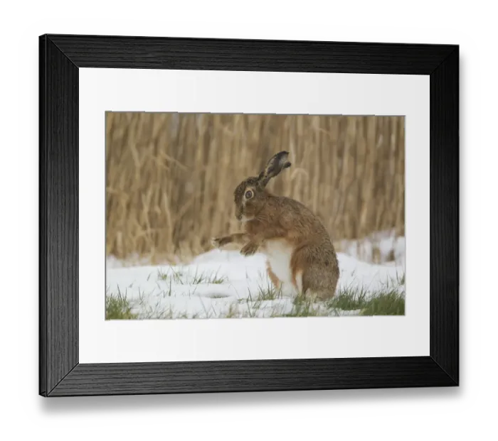 Framed Print : European Hare (Lepus europaeus) adult, shaking snow from paws, sitting on snow in field, Suffolk, England, february Framed Print : European Hare (Lepus europaeus) adult, shaking snow from paws, sitting on snow in field, Suffolk, England, february