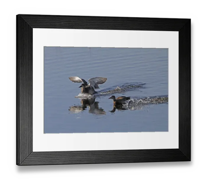 Framed Print : Gadwell pair coming into land - RSPB Minsmere, Suffolk