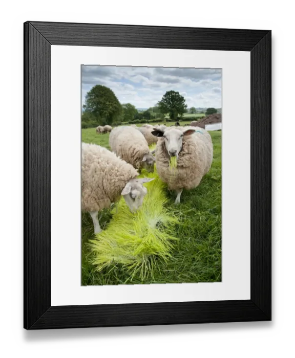 Framed Print : Domestic Sheep, ewes, flock feeding on Barley (Hordeum vulgare) hydroponic growing system crop of sprouted seedlings Framed Print : Domestic Sheep, ewes, flock feeding on Barley (Hordeum vulgare) hydroponic growing system crop of sprouted seedlings