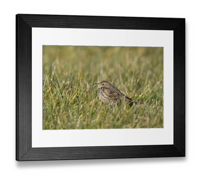 Framed Print : Meadow Pipit (Anthus pratensis) adult, standing in grass, Suffolk, England, february