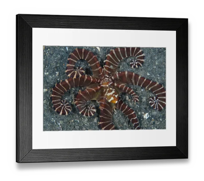 Framed Print : Wonderpus Octopus (Wunderpus photogenicus) adult, hunting with extended skirt, Lembeh Straits, Sulawesi, Sunda Islands Framed Print : Wonderpus Octopus (Wunderpus photogenicus) adult, hunting with extended skirt, Lembeh Straits, Sulawesi, Sunda Islands