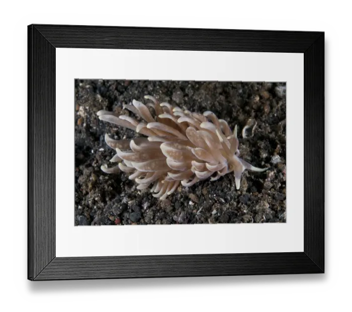 Framed Print : Cryptic Phyllodesmium Seaslug (Phyllodesmium crypticum) adult, on seabed, Lembeh Straits, Sulawesi, Sunda Islands