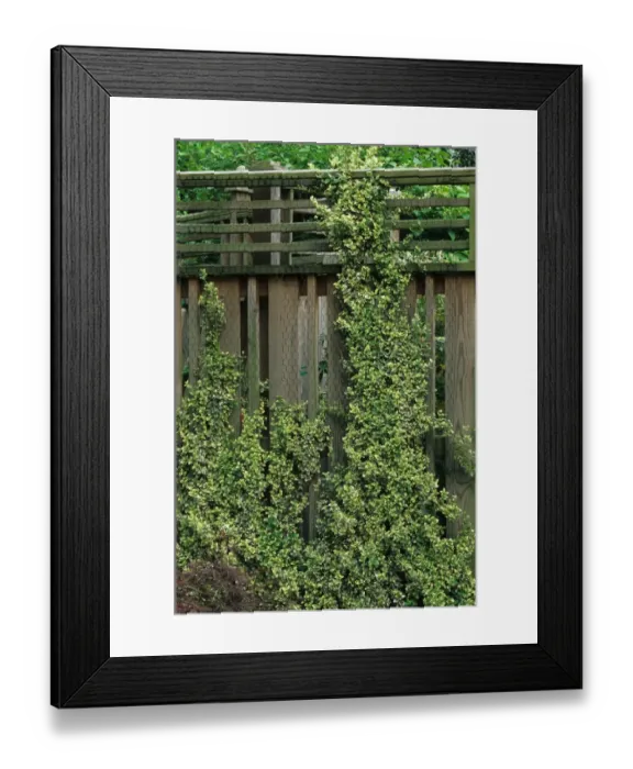 Framed Print : Fortunes Spindle (Euonymus fortunei) Emerald Gaiety, trained up fence in garden, U. S. A Framed Print : Fortunes Spindle (Euonymus fortunei) Emerald Gaiety, trained up fence in garden, U. S. A