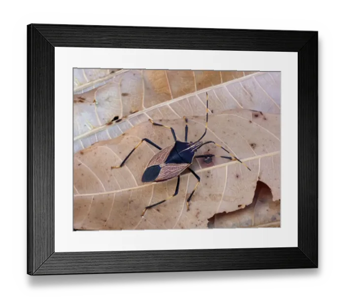 Framed Print : Yellow-dotted Gum Tree Shieldbug (Notius consputus) adult, standing on leaf litter, Northern Territory, Australia Framed Print : Yellow-dotted Gum Tree Shieldbug (Notius consputus) adult, standing on leaf litter, Northern Territory, Australia