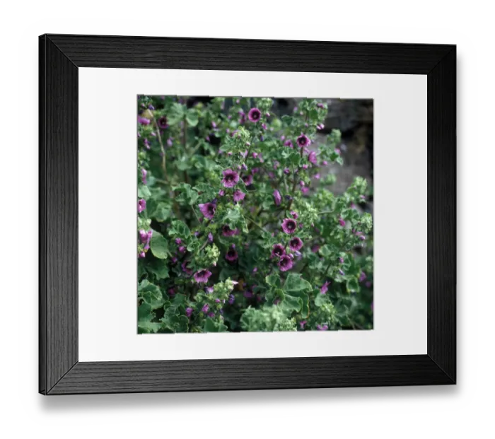 Framed Print : Alpine Poppy Framed Print : Alpine Poppy