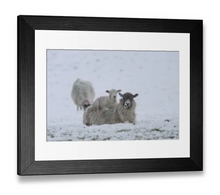 Framed Print : Domestic Sheep, mule ewe with lamb, sleeping on back of ewe, in heavy snow, Swaledale, Yorkshire Dales N. P Framed Print : Domestic Sheep, mule ewe with lamb, sleeping on back of ewe, in heavy snow, Swaledale, Yorkshire Dales N. P