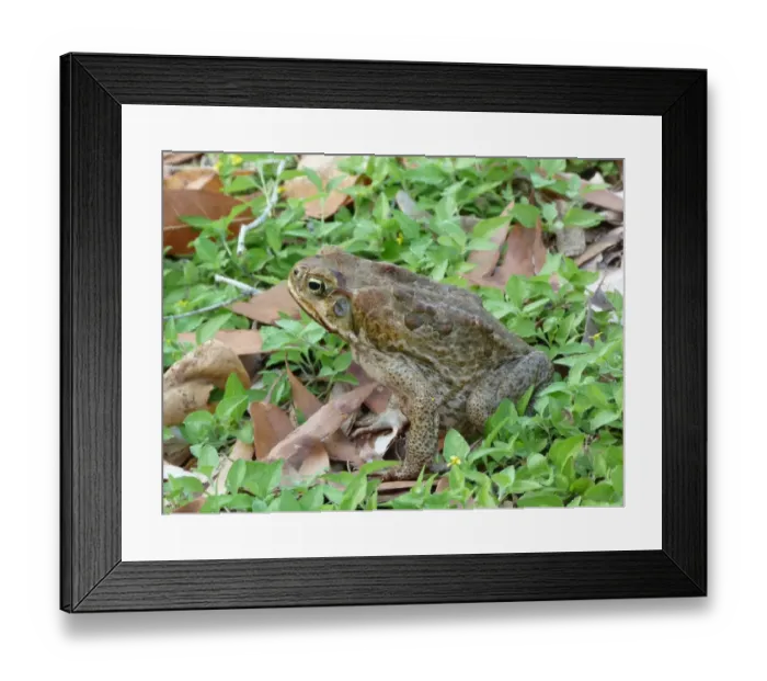 Framed Print : Cane Toad (Rhinella marinus) introduced species, adult, sitting amongst eucalyptus leaf litter, Northern Territory Framed Print : Cane Toad (Rhinella marinus) introduced species, adult, sitting amongst eucalyptus leaf litter, Northern Territory