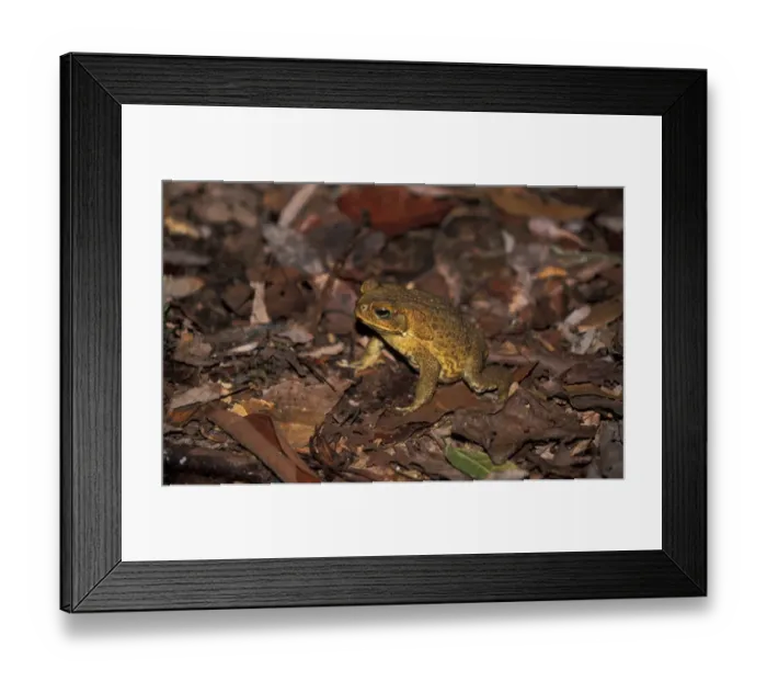 Framed Print : Cane Toad (Bufo marinus) Australia Framed Print : Cane Toad (Bufo marinus) Australia