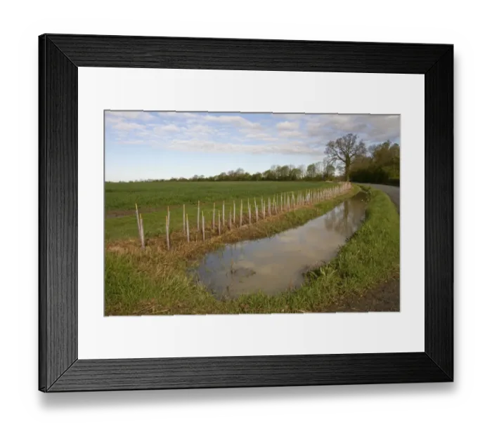 Framed Print : After heavy rain this road side ditch has flooded, note the newly planted hedge Framed Print : After heavy rain this road side ditch has flooded, note the newly planted hedge
