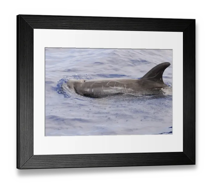 Framed Print : Rissos Dolphin (Grampus griseus) adult, blow-hole, dorsal fin and back of scarred individual, surfacing from water Framed Print : Rissos Dolphin (Grampus griseus) adult, blow-hole, dorsal fin and back of scarred individual, surfacing from water