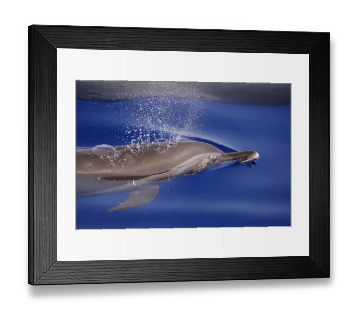 Framed Print : Pantropical Spotted Dolphin (Stenella attenuata) adult, breathing at surface of water, Maldives, march Framed Print : Pantropical Spotted Dolphin (Stenella attenuata) adult, breathing at surface of water, Maldives, march