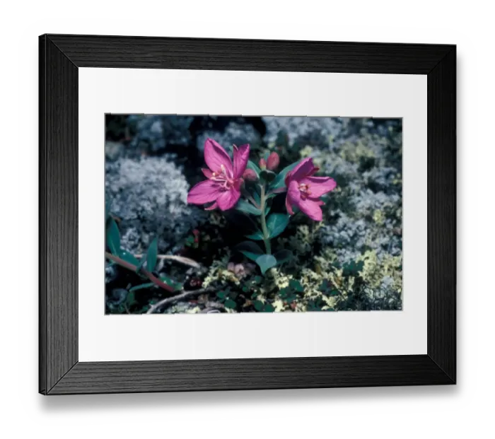 Framed Print : Arctic Dwarf Fireweed (Chamaenerion latifolium) Shaftesbury Inlet / Baffin Framed Print : Arctic Dwarf Fireweed (Chamaenerion latifolium) Shaftesbury Inlet / Baffin