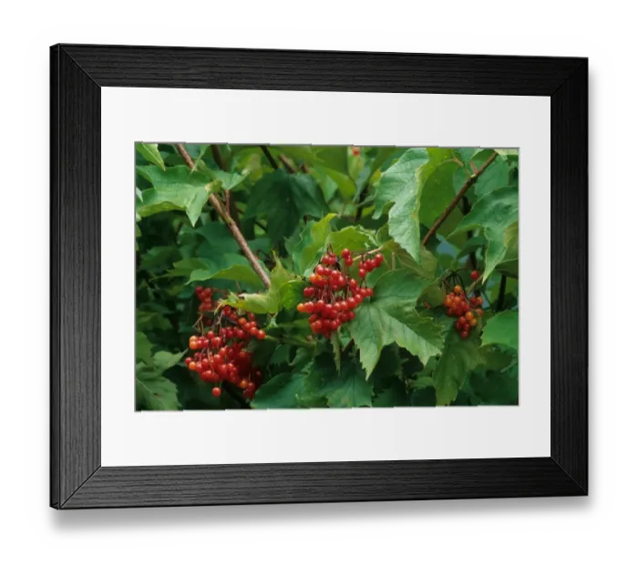 Framed Print : Sargents Viburnum (Viburnum sargentii) Susquehanna, close-up of berries and leaves, in garden, U. S. A. autumn Framed Print : Sargents Viburnum (Viburnum sargentii) Susquehanna, close-up of berries and leaves, in garden, U. S. A. autumn