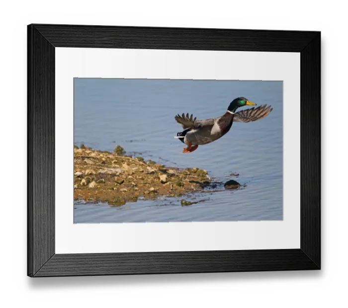 Framed Print : Mallard Duck (Anas platyrhynchos) adult male, in flight, taking off from island spit in flooded former gravel pit Framed Print : Mallard Duck (Anas platyrhynchos) adult male, in flight, taking off from island spit in flooded former gravel pit
