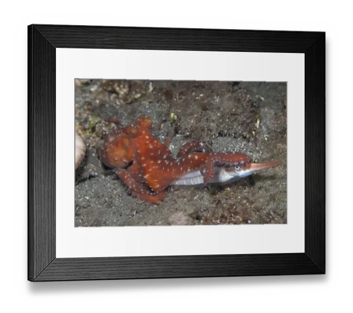 Framed Print : Starry Night Octopus (Callistoctopus luteus) adult, with Rigid Shrimpfish (Centriscus scutatus) prey, Lembeh Straits Framed Print : Starry Night Octopus (Callistoctopus luteus) adult, with Rigid Shrimpfish (Centriscus scutatus) prey, Lembeh Straits