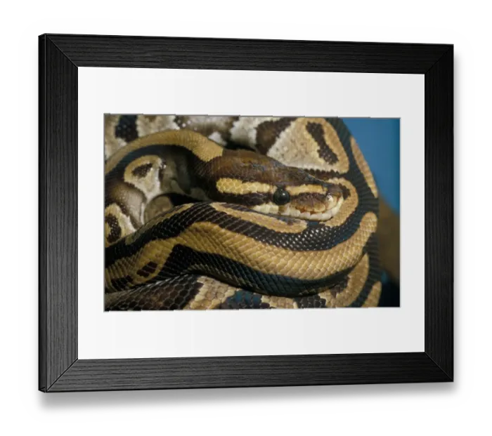 Framed Print : Royal Python (Python reglus) Framed Print : Royal Python (Python reglus)