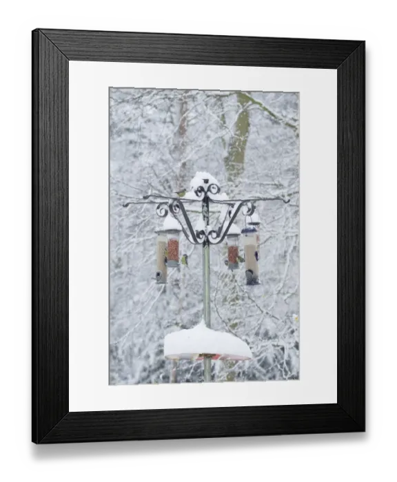 Framed Print : Blue Tit (Parus caeruleus) adults, flock feeding at snow covered birdfeeders in woodland, Brentwood, Essex, England Framed Print : Blue Tit (Parus caeruleus) adults, flock feeding at snow covered birdfeeders in woodland, Brentwood, Essex, England