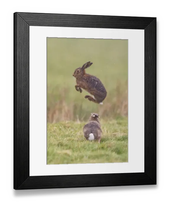 Framed Print : European Hare (Lepus europaeus) adult pair, boxing, male jumping to avoid attack from female, Suffolk, England, march Framed Print : European Hare (Lepus europaeus) adult pair, boxing, male jumping to avoid attack from female, Suffolk, England, march