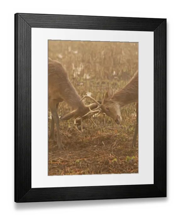 Framed Print : Swamp Deer (Rucervus duvaucelii duvaucelii) soft-ground form, two immature males, close-up of heads Framed Print : Swamp Deer (Rucervus duvaucelii duvaucelii) soft-ground form, two immature males, close-up of heads