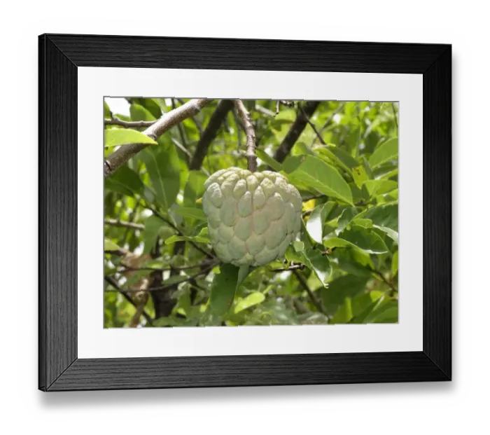 Framed Print : Custard Apple (Annona squamosa) close-up of fruit, Indonesia, march Framed Print : Custard Apple (Annona squamosa) close-up of fruit, Indonesia, march