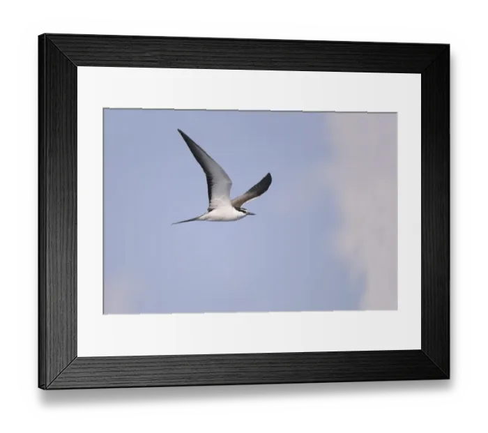 Framed Print : Common Toad (Bufo bufo) tadpole, viewed from underneath, Belvedere, Bexley, Kent, England Framed Print : Common Toad (Bufo bufo) tadpole, viewed from underneath, Belvedere, Bexley, Kent, England