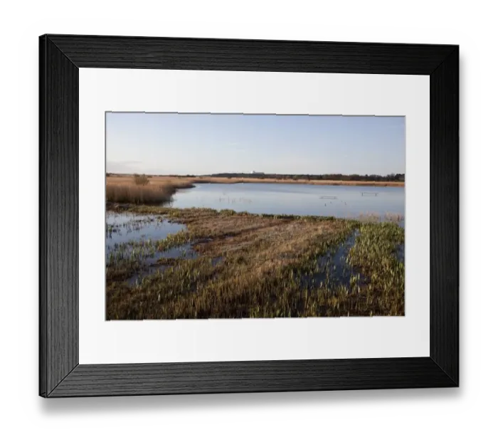 Framed Print : Looking south from Island Mere Hide at RSPB Minsmere Suffolk. Early spring with fresh reed growth Framed Print : Looking south from Island Mere Hide at RSPB Minsmere Suffolk. Early spring with fresh reed growth
