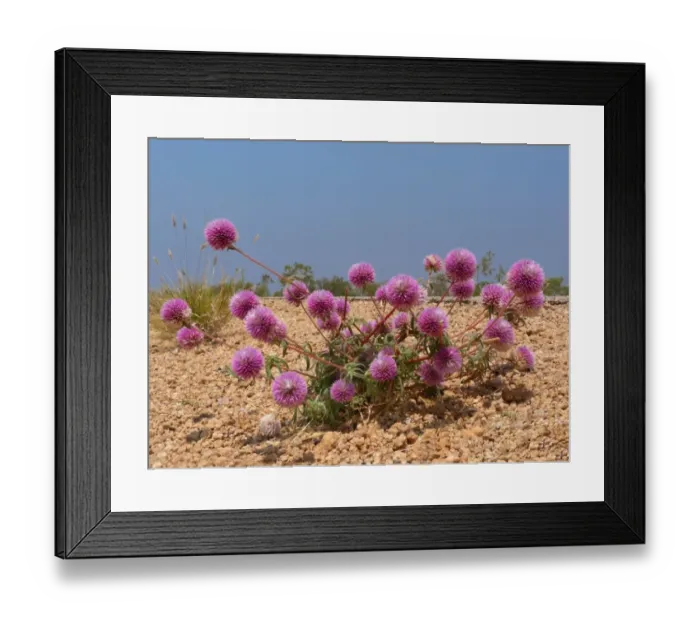 Framed Print : Batchelor Buttons (Gomphrena canescens) flowering, growing on road verge, Western Australia, Australia Framed Print : Batchelor Buttons (Gomphrena canescens) flowering, growing on road verge, Western Australia, Australia