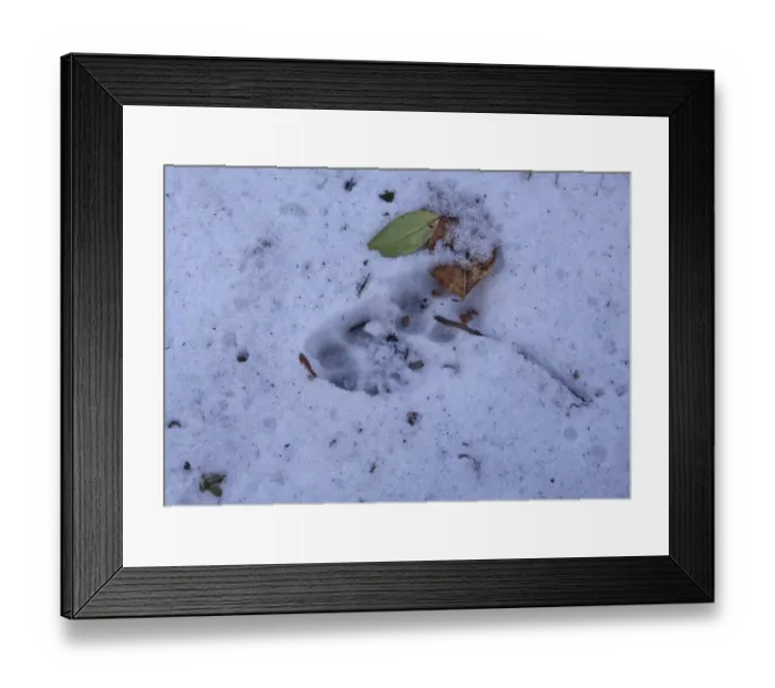 Framed Print : Indian Leopard (Panthera pardus fusca) footprints in snow, Eaglenest Wildlife Sanctuary, Arunachal Pradesh, India Framed Print : Indian Leopard (Panthera pardus fusca) footprints in snow, Eaglenest Wildlife Sanctuary, Arunachal Pradesh, India