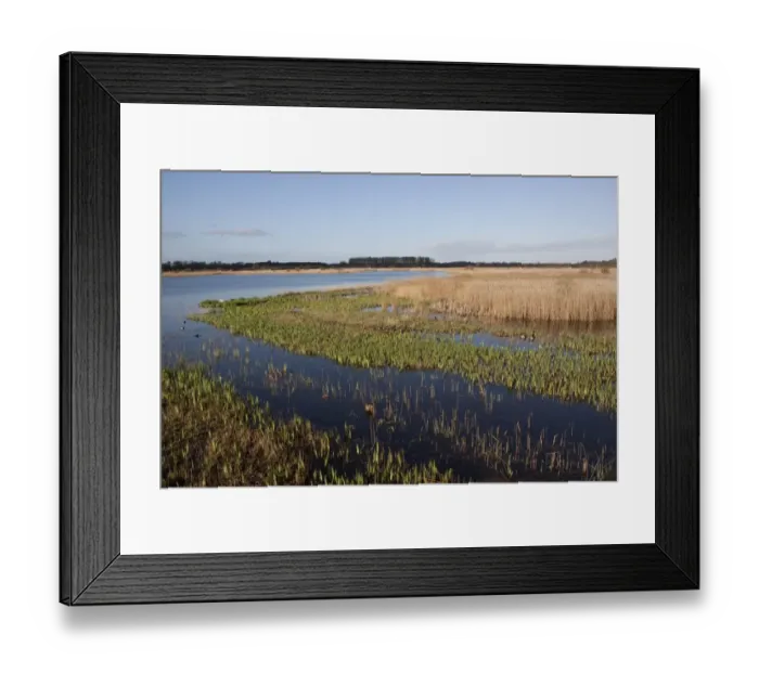 Framed Print : Looking west from Island Mere Hide at RSPB Minsmere Suffolk. Early spring with fresh reed growth Framed Print : Looking west from Island Mere Hide at RSPB Minsmere Suffolk. Early spring with fresh reed growth