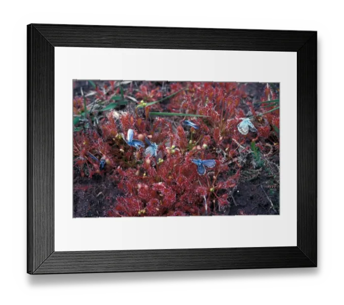 Framed Print : Carnivorous-Sundew Round-leaved(Drosera rotundifolia) close-up / Common Blue Butterflies Framed Print : Carnivorous-Sundew Round-leaved(Drosera rotundifolia) close-up / Common Blue Butterflies