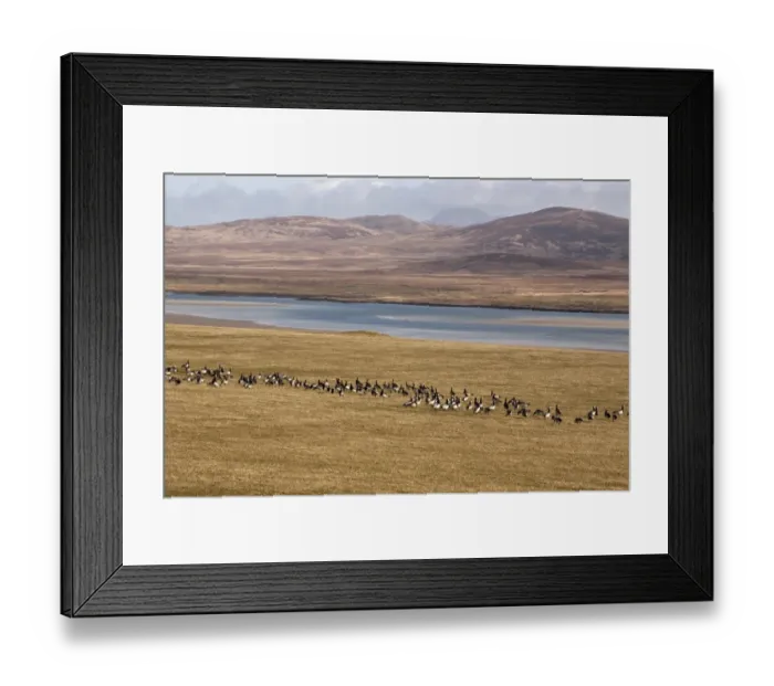 Framed Print : Barnacle Geese on Islay Scotland, in field over Loch Gruinart toward Jura Framed Print : Barnacle Geese on Islay Scotland, in field over Loch Gruinart toward Jura