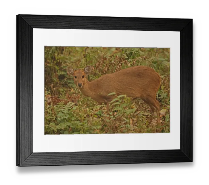 Framed Print : Hog Deer (Axis porcinus porcinus) adult female with young fawn, standing in vegetation, Kaziranga N. P Framed Print : Hog Deer (Axis porcinus porcinus) adult female with young fawn, standing in vegetation, Kaziranga N. P