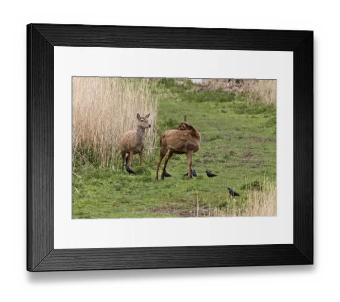 Framed Print : Jackdaws collect fur from Red Deer Hinds at RSPB MInsmere, Suffolk Framed Print : Jackdaws collect fur from Red Deer Hinds at RSPB MInsmere, Suffolk
