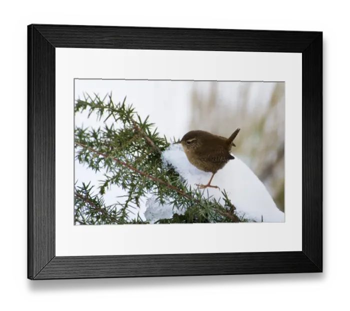 Framed Print : Eurasian Wren (Troglodytes troglodytes) adult, perched on snow covered gorse bush, Crossness Nature Reserve, Bexley Framed Print : Eurasian Wren (Troglodytes troglodytes) adult, perched on snow covered gorse bush, Crossness Nature Reserve, Bexley