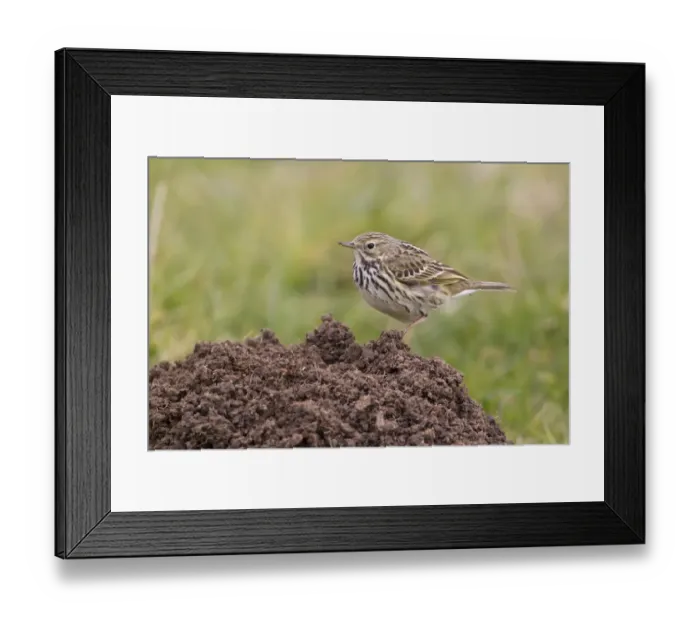 Framed Print : Meadow Pipit (Anthus pratensis) adult, standing on molehill, Suffolk, England, april Framed Print : Meadow Pipit (Anthus pratensis) adult, standing on molehill, Suffolk, England, april