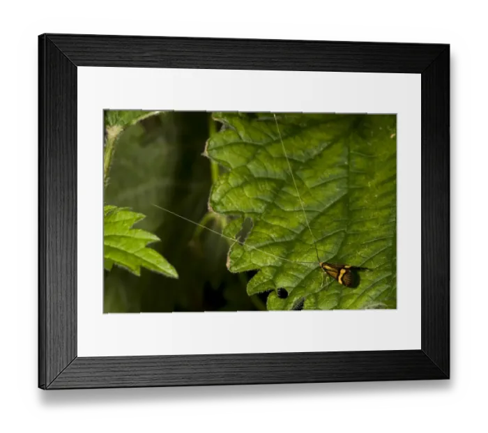 Framed Print : Longhorn Moth (Nemophora degeerella) adult male, resting on nettle leaf, Strumpshaw Fen RSPB Reserve, River Yare Framed Print : Longhorn Moth (Nemophora degeerella) adult male, resting on nettle leaf, Strumpshaw Fen RSPB Reserve, River Yare