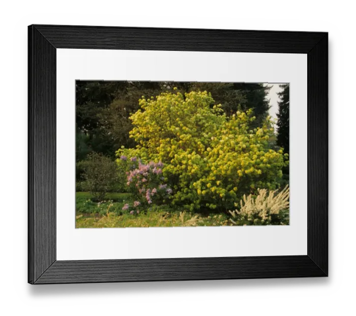 Framed Print : Chinese Snowball Viburnum (Viburnum macrocephalum) habit, with Bridal Wreath (Spirea prunifolia) Plena Framed Print : Chinese Snowball Viburnum (Viburnum macrocephalum) habit, with Bridal Wreath (Spirea prunifolia) Plena