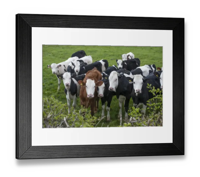 Framed Print : Domestic Cattle, young dairy heifers, herd standing beside hedge in pasture, Cheshire, England, april Framed Print : Domestic Cattle, young dairy heifers, herd standing beside hedge in pasture, Cheshire, England, april