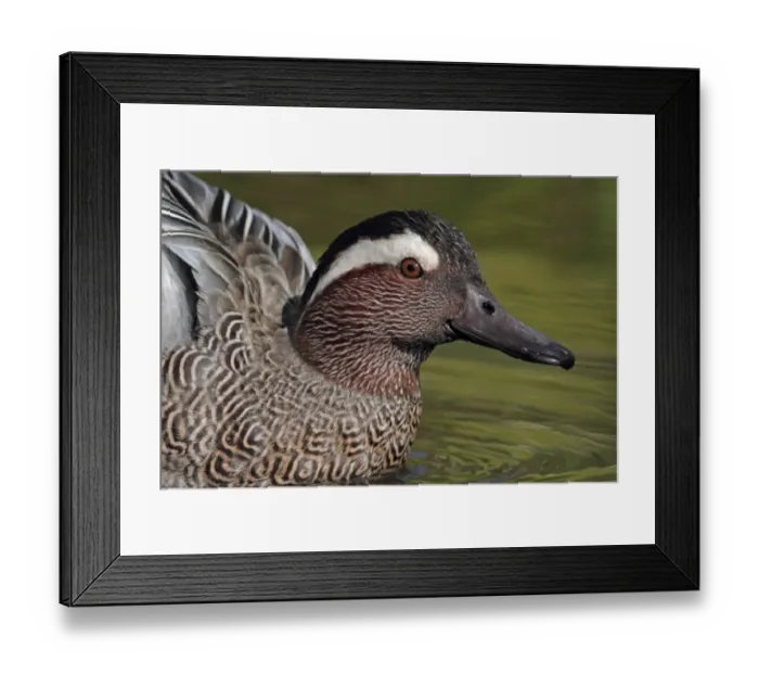Framed Print : Garganey (Anas querquedula) adult male, close-up of head, on water, England, march (captive) Framed Print : Garganey (Anas querquedula) adult male, close-up of head, on water, England, march (captive)