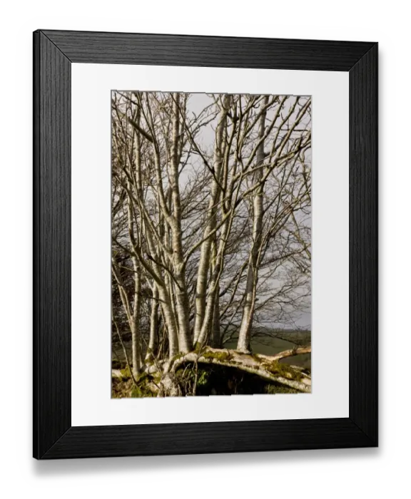Framed Print : Rowan (Sorbus aucuparia) habit, growing up from laid hedge, Exmoor N. P. Somerset, England, march