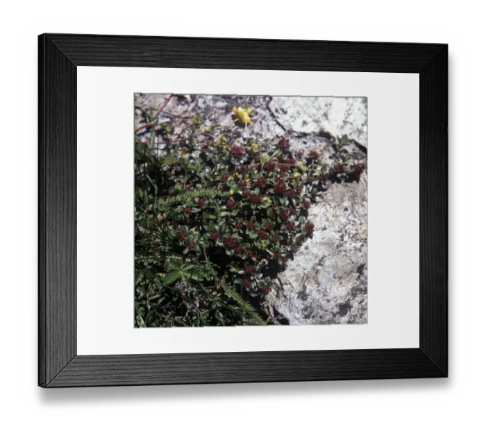 Framed Print : Hairy Thyme (Thymus polytrichus) Framed Print : Hairy Thyme (Thymus polytrichus)