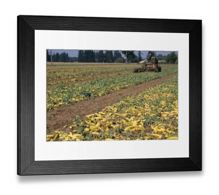 Framed Print : Cucumber (Cucumis sativus) crop, mature seed fruit, swept into rows for harvest by machinery, Oregon, U. S. A Framed Print : Cucumber (Cucumis sativus) crop, mature seed fruit, swept into rows for harvest by machinery, Oregon, U. S. A