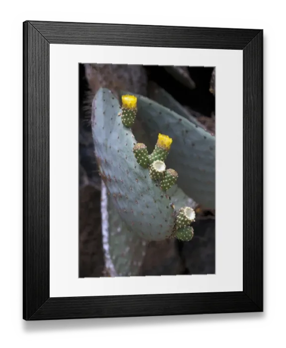Framed Print : Cactus - Prickly Pear (Opuntia helleri) Fruit and flower - Genovesa Is. Galapagos Framed Print : Cactus - Prickly Pear (Opuntia helleri) Fruit and flower - Genovesa Is. Galapagos