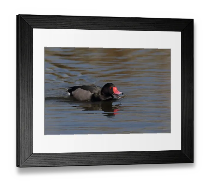 Framed Print : Rosy-billed Pochard (Netta peposaca) adult male, calling and swimming (captive) Framed Print : Rosy-billed Pochard (Netta peposaca) adult male, calling and swimming (captive)