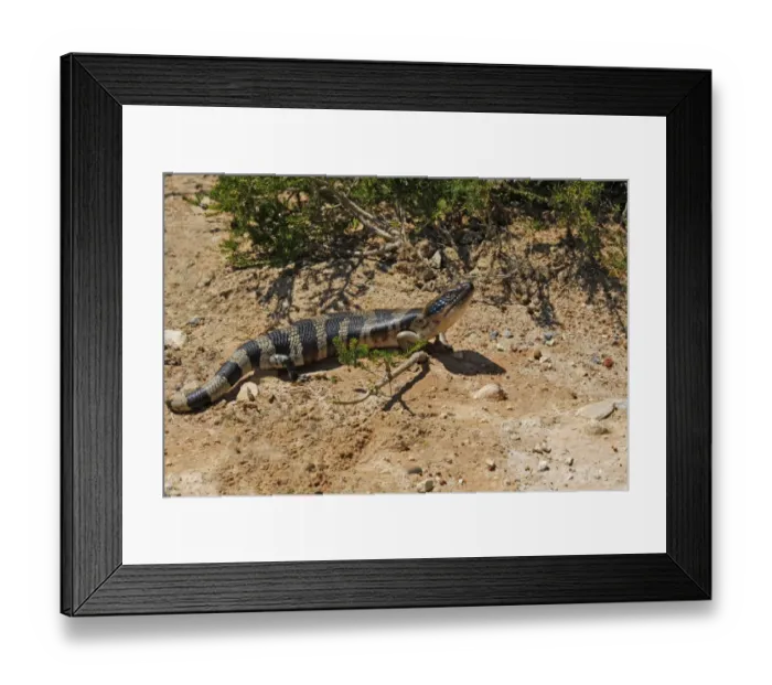 Framed Print : Western Blue-tongued Skink (Tiliqua occipitalis) adult, basking at edge of road, Western Australia, Australia Framed Print : Western Blue-tongued Skink (Tiliqua occipitalis) adult, basking at edge of road, Western Australia, Australia
