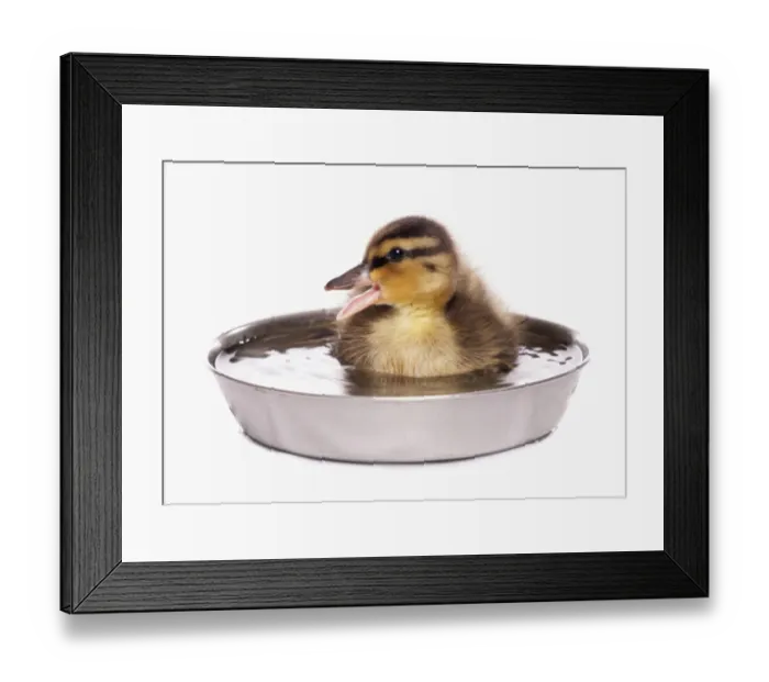Framed Print : Mallard Duck (Anas platyrhynchos) duckling, calling, sitting in bowl of water Framed Print : Mallard Duck (Anas platyrhynchos) duckling, calling, sitting in bowl of water