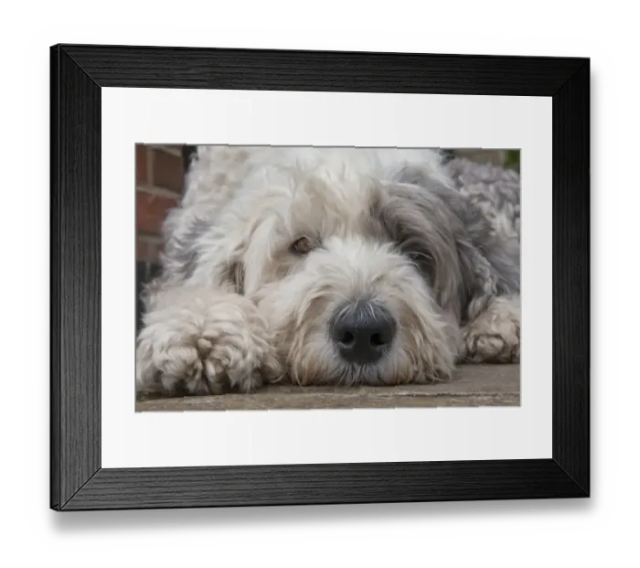 Framed Print : Domestic Dog, Old English Sheepdog, young female, close-up of head, resting in garden, England, september Framed Print : Domestic Dog, Old English Sheepdog, young female, close-up of head, resting in garden, England, september