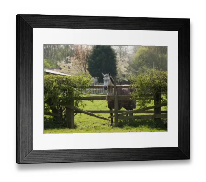 Framed Print : Horse, adult, wearing turnout rug, standing in pasture beside broken wooden fence with barbed wire, Cheshire, England Framed Print : Horse, adult, wearing turnout rug, standing in pasture beside broken wooden fence with barbed wire, Cheshire, England